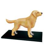 Объемная анатомическая модель 4D Master Собака золотистый ретривер