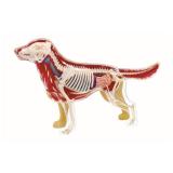 Объемная анатомическая модель 4D Master Собака золотистый ретривер