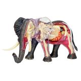 Объемная анатомическая модель 4D Master Слон