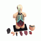 Объемная анатомическая модель 4D Master Торс человека
