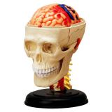 Объемная анатомическая модель 4D Master Черепно-мозговая коробка человека