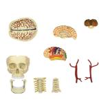 Объемная анатомическая модель 4D Master Черепно-мозговая коробка человека