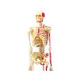 Объемная анатомическая модель 4D Master Скелет человека