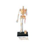 Объемная анатомическая модель 4D Master Скелет человека