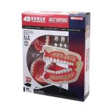 Объемная анатомическая модель 4D Master Зубной ряд человека