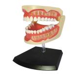 Объемная анатомическая модель 4D Master Зубной ряд человека