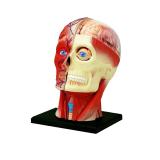 Объемная анатомическая модель 4D Master Голова человека