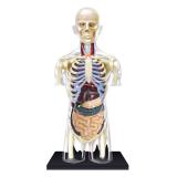 Объемная анатомическая модель 4D Master Торс человека прозрачный