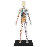 Объемная анатомическая модель 4D Master Тело человека прозрачное
